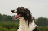 BARZOI 166